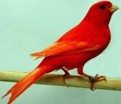 canario rojo